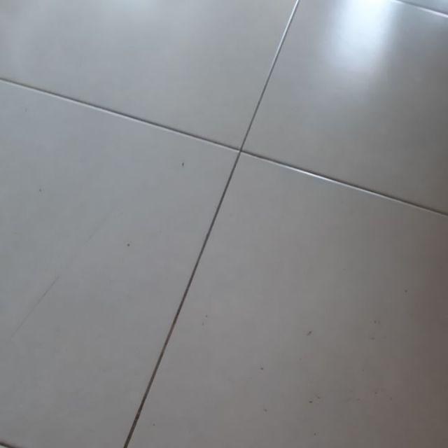 Homalomena Totol Putih