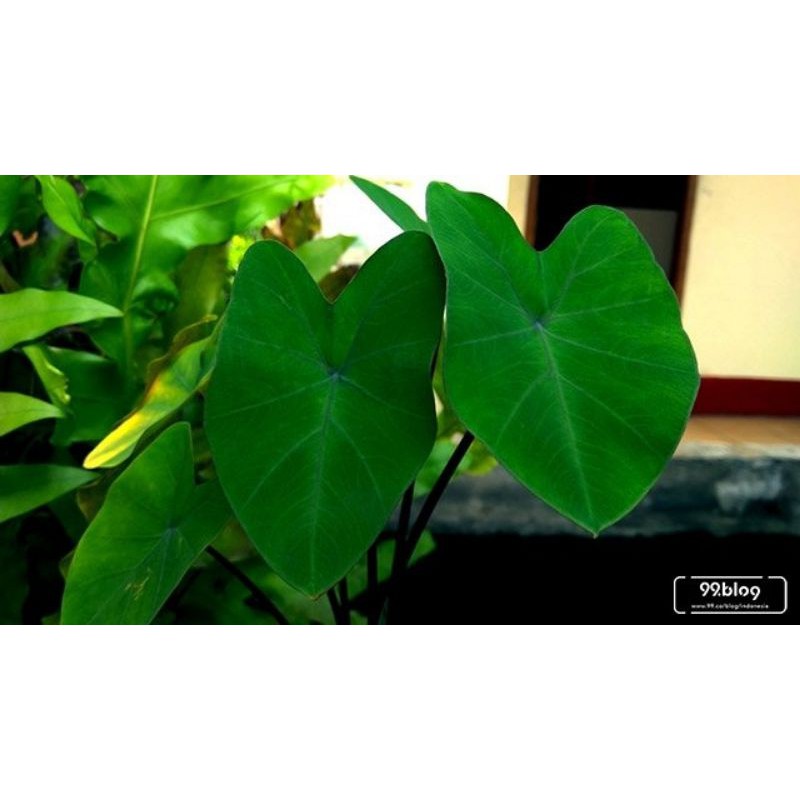 PROMO SPESIAL AKHIR TAHUN TANAMAN HIAS KELADI BATANG HITAM// CALADIUM BLACK MAGIC