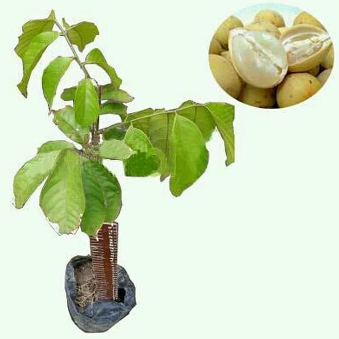 Bibit Buah Duku Palembang/Bibit Buah Duku Buah Tampa Biji