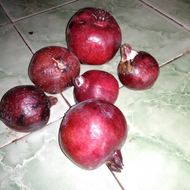 Buah Delima Ungu 1 Kg Shopee Indonesia