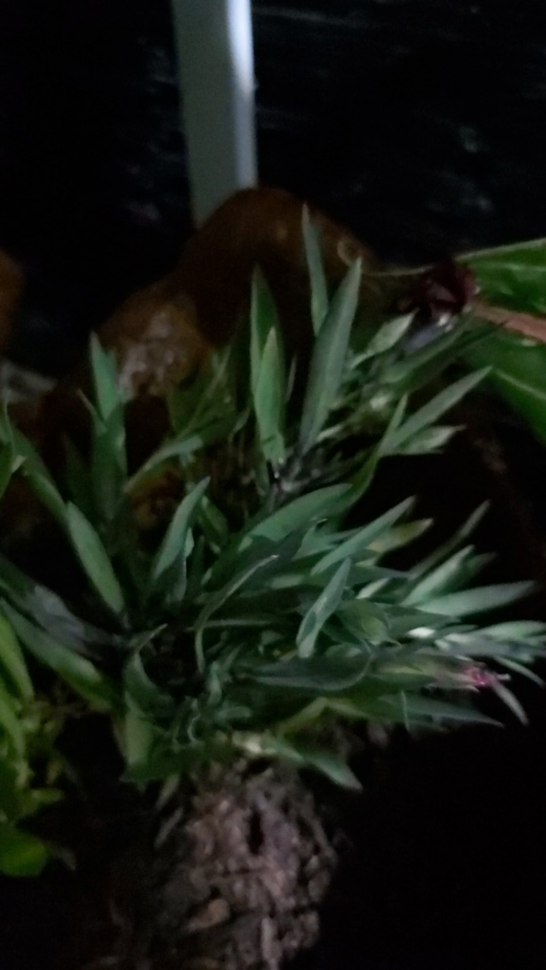 Tanaman Hias Dianthus Atau Anyelir 3 Warna