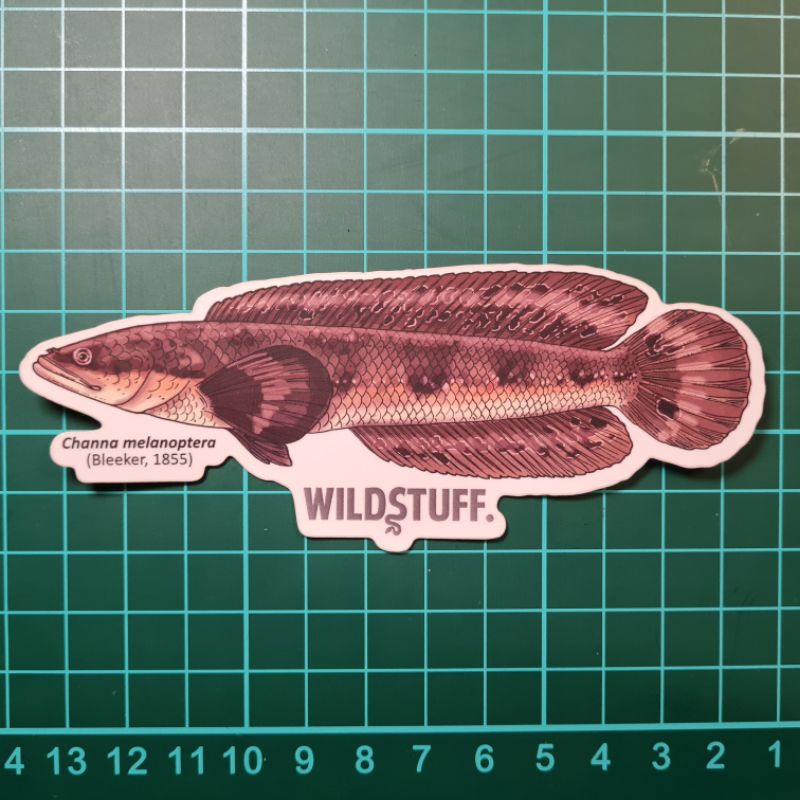 

STICKER CHANNA MELANOPTERA