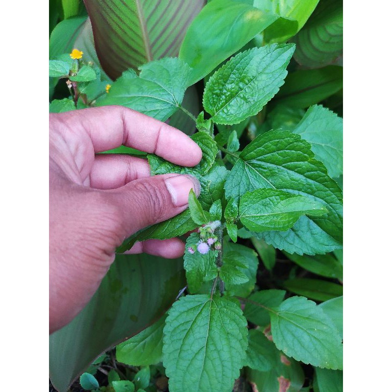 

daun mandotan segar herbal 1 kg