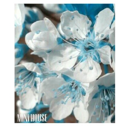 ̿jq BIBIT BENIH BIJI sakura cherry blossom blue  Promo ̿.