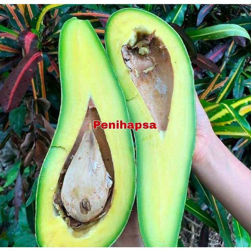 Bibit Alpukat Aligator Super Genjah