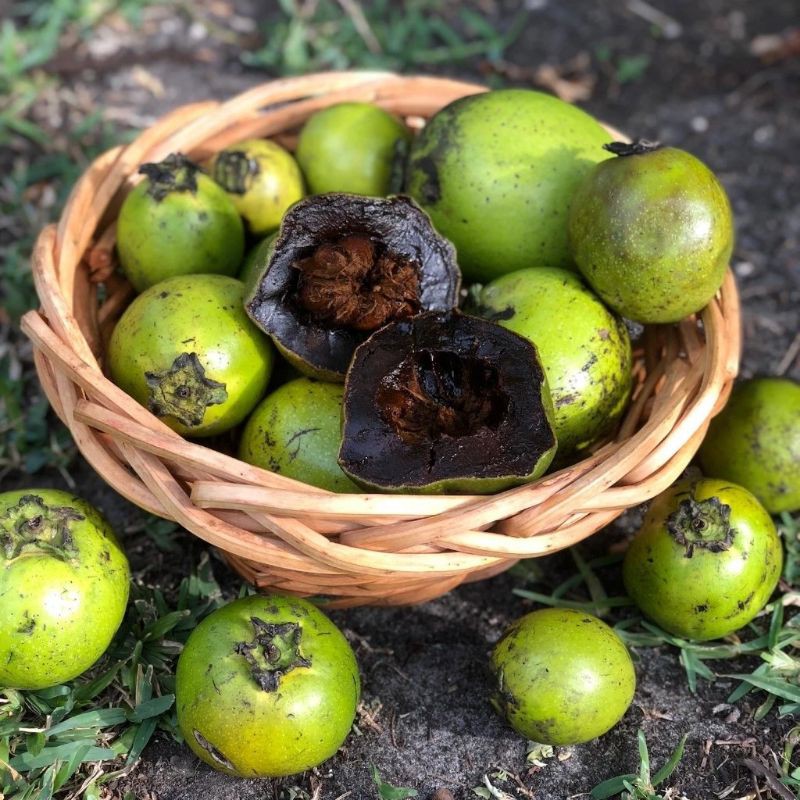 

bibit black sapote hasil okulasi