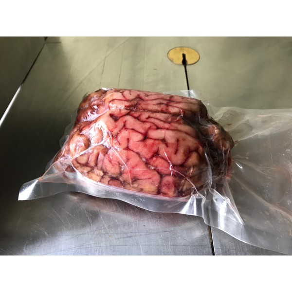 

Otak Sapi