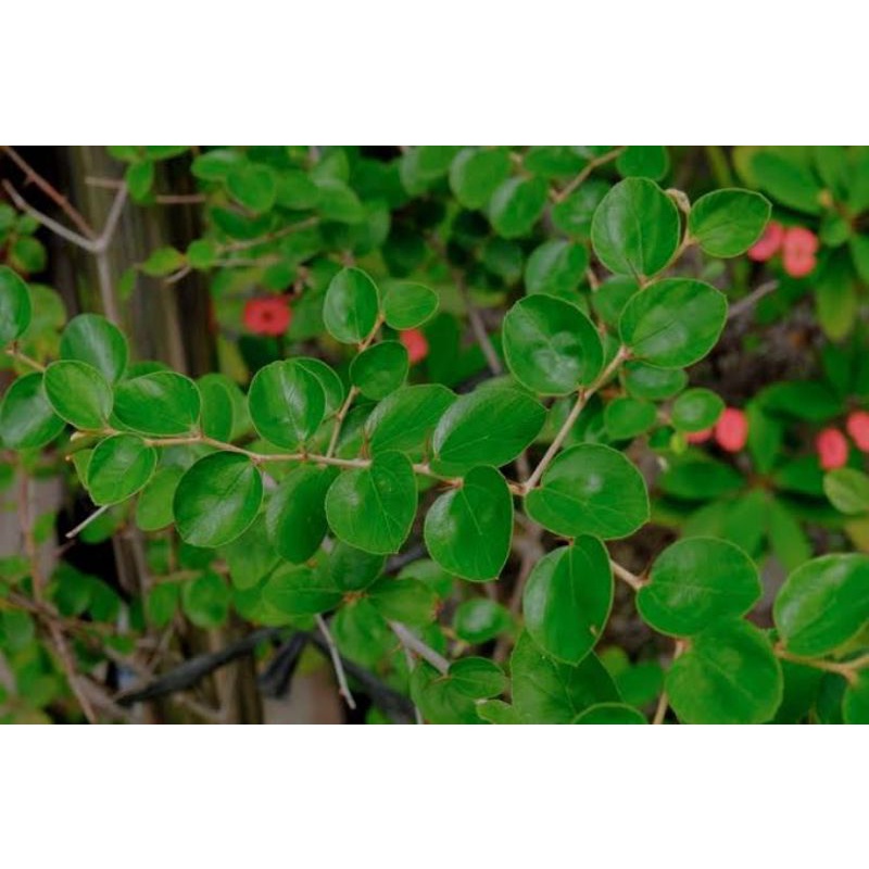 

Daun bidara segar isi 500 helai | 1000 helai