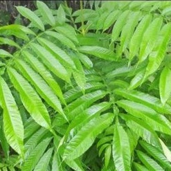 

Daun Sungkai Kering 100 gram 50 gram Termurah