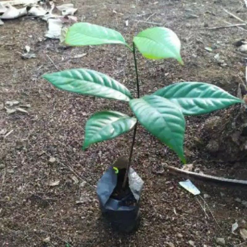 BIJI BENIH BIBIT BUAH PALA UNGGUL SIAP TANAM