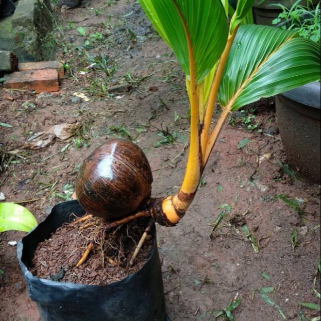 Bibit kelapa Bonsay jual bibit kelapa bonsai