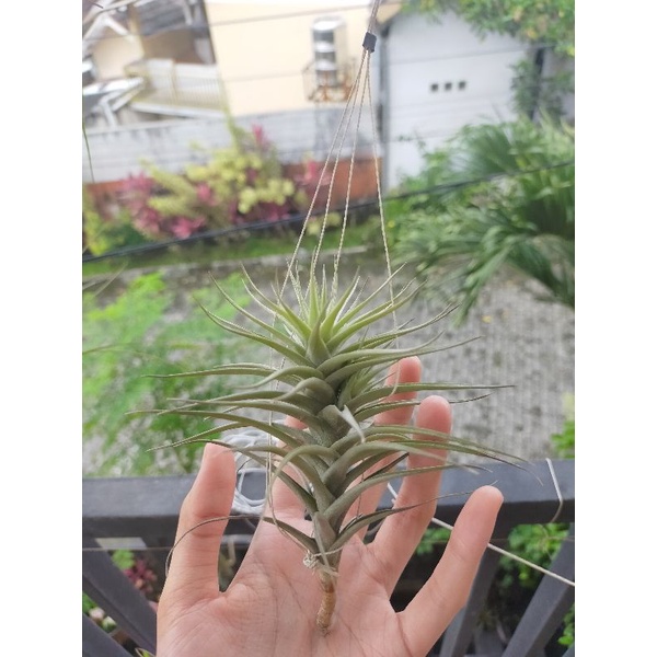 Tillandsia Bergeri Dewasa