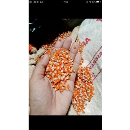 

JAGUNG KECIL 1KG