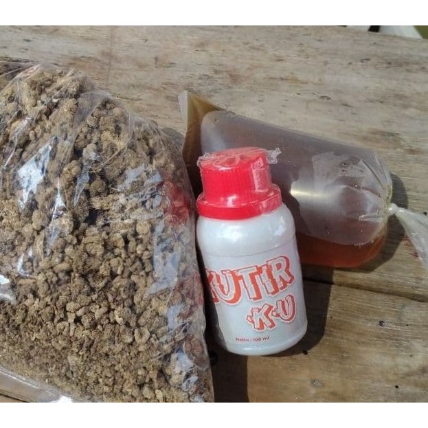 paket kultur kutu air moina sp