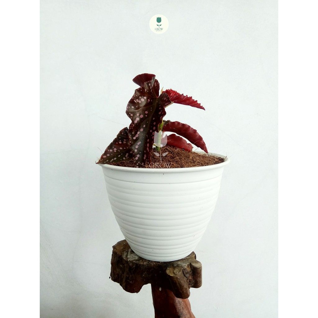 Begonia polkadot merah