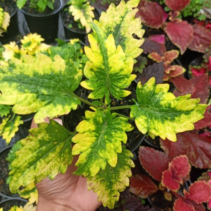 Miana kriting hijau kuning / Tanaman hias miana