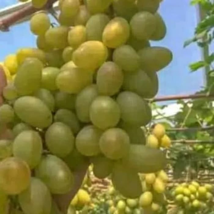 Bibit anggur hijau tanpa biji