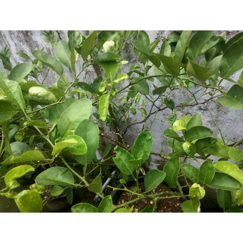 

Daun Jeruk per 50 gram