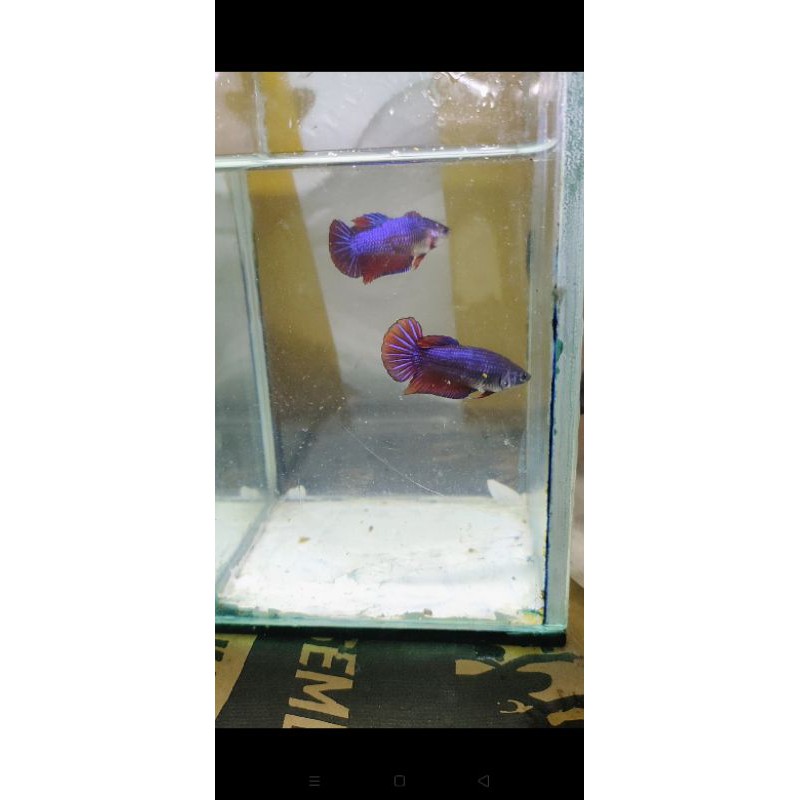 

cupang