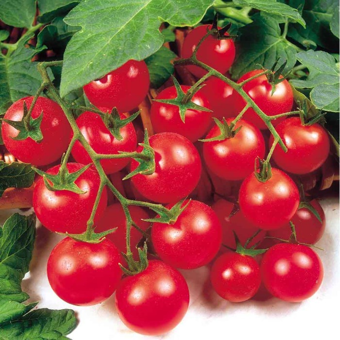 Bibit-Biji Tomat Cherry Gardener's Delight (Haira Seed)