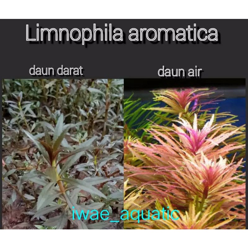Limnophilla aromatica tanaman aquascape