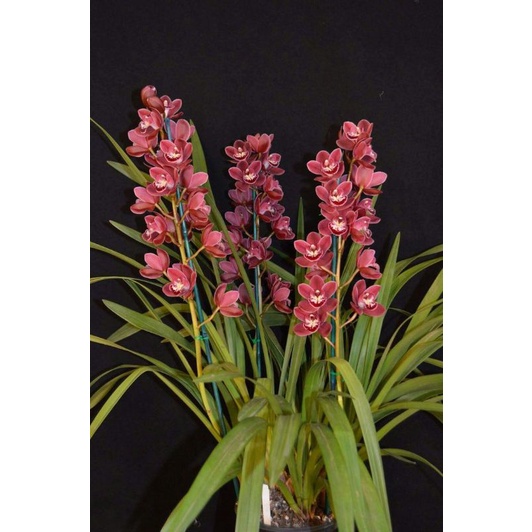 Anggrek cymbidium bunga merah maroon-anggrek cymbidium merah-tanaman hidup-bunga hidup murah