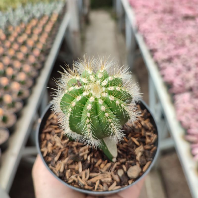 Grafting Notocactus Magnificus | DP 10cm | Kaktus