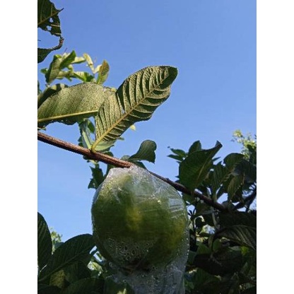 

ア Potong cangkok buah Jambu Kristal/ Bibit jambu kristal fresh ㄱ
