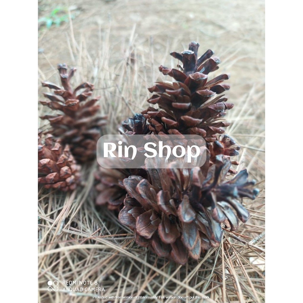 

Bunga pinus (isi 10)