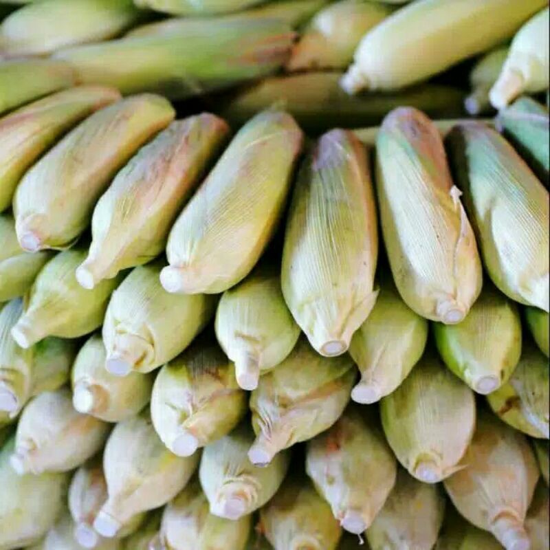 

BUAH JAGUNG YG PALING MANIS