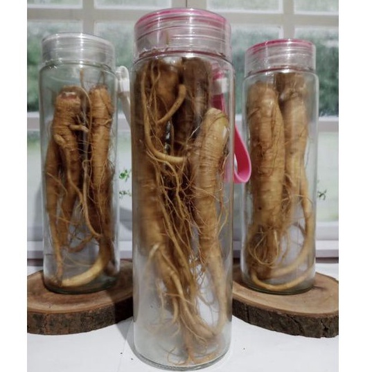 

Ginseng Merah Lokal