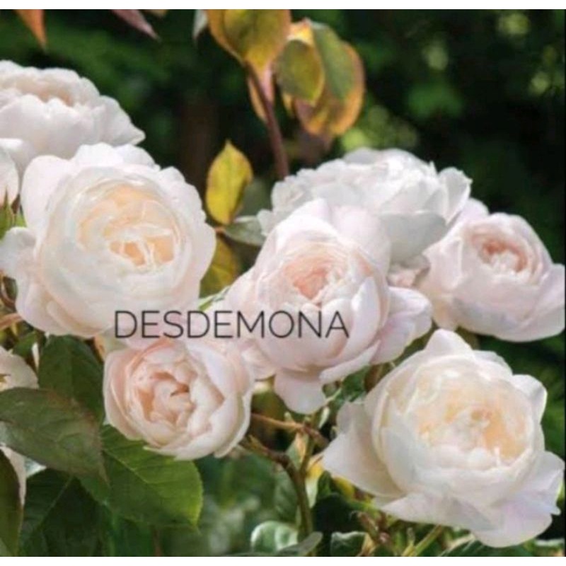 Mawar import DESDEMONA (dewasa)