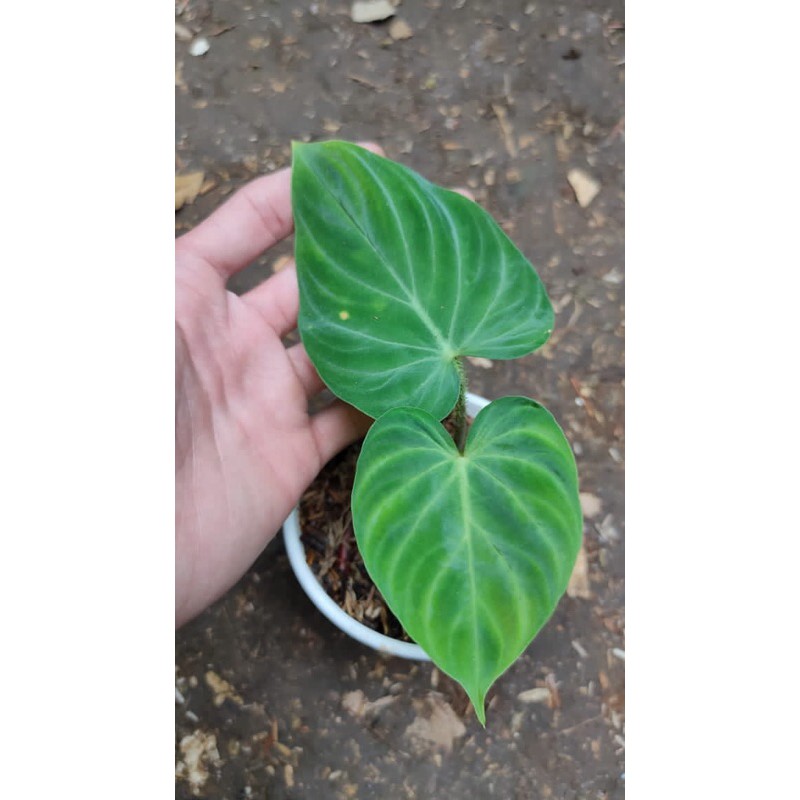 Tanaman. hias verucosum