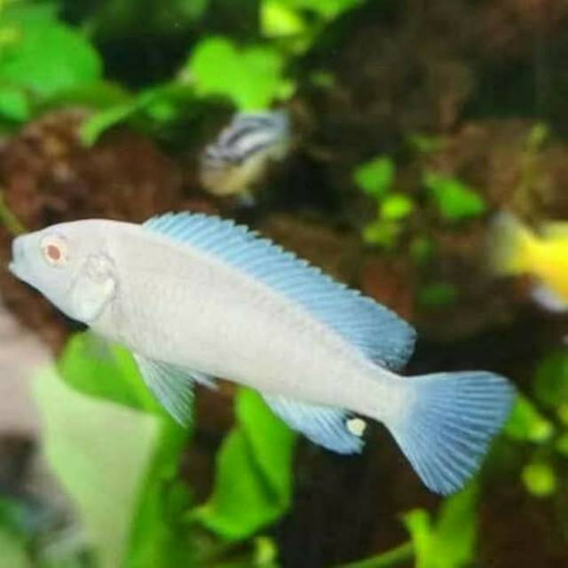 Ikan Hias Cichlid Snow White Aquarium