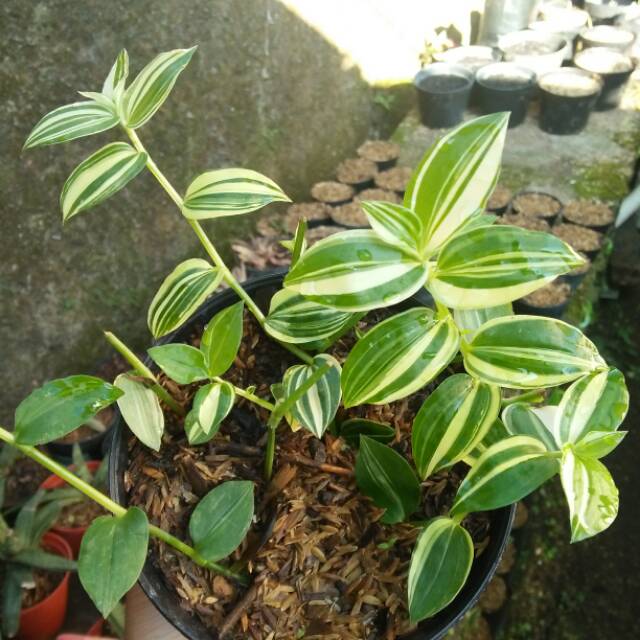 Tradescantia fluminensis varigata