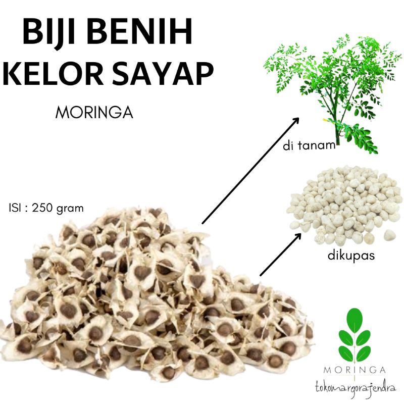 

Biji Kelor Kering 250gram Benih Moringa Sayap Murah Asli