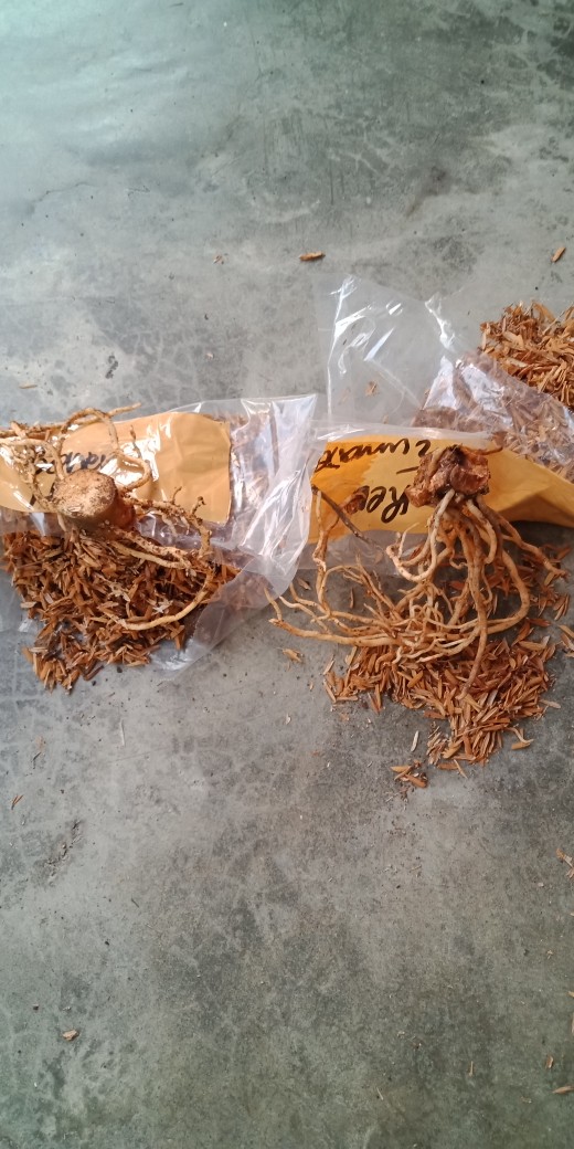 Bonggol Bunga Aglonema Golden Hope