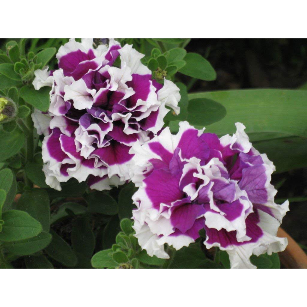 Benih-Bibit Bunga Petunia Purple Pirouette F1 (Haira Seed)