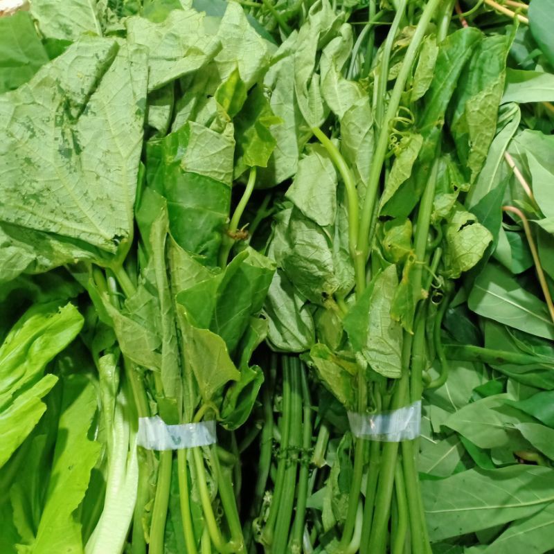 

sayur pucuk labu segar per 2 iket