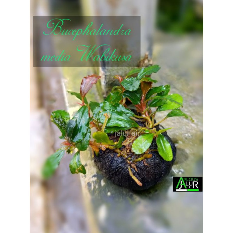 wabikusa bucephalandra
