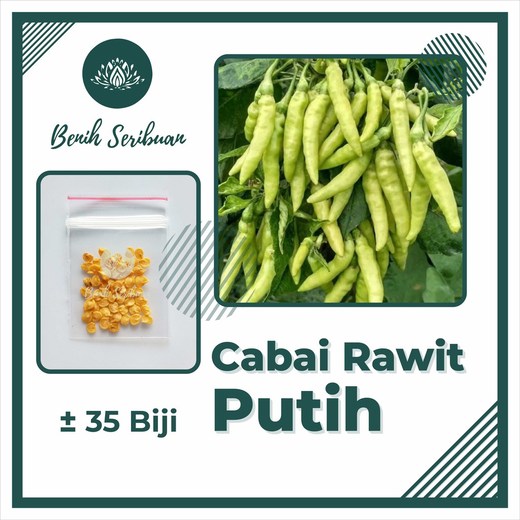 35 Bibit Cabe Rawit Putih Merunduk Benih Cabai Unggul Sayuran Berkualitas Tanaman Sayur Seribuan