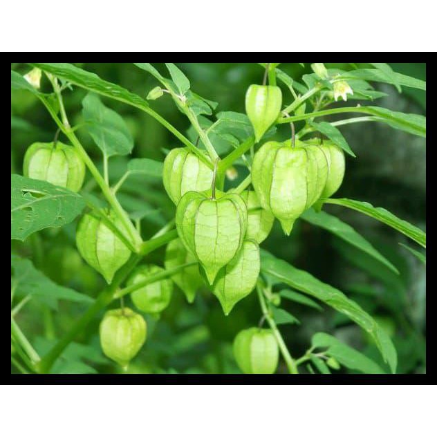 

Ready Daun Ciplukan Daun Cecendet 500G Fresh Organik