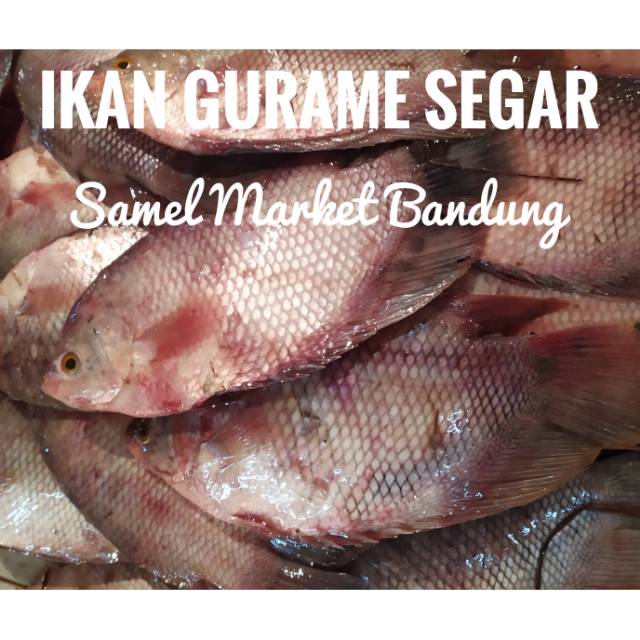 

Ikan Gurame Segar 1 kg