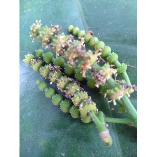 KEMBANG MELINJO SUCENG UCENG KROTO MELINJO BUNGA MELINJO SEGAR /KULIT MELINJO