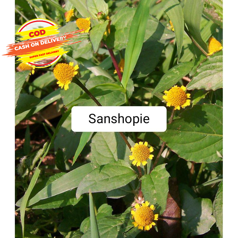 

Daun Jotang Segar Hemat Paket 250 Gram