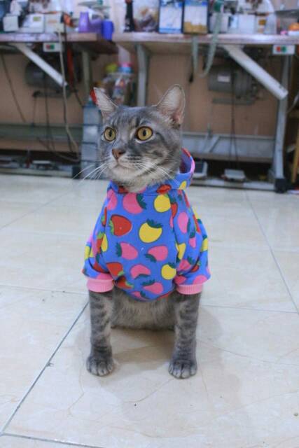 Kaos jumper motif untuk kucing &amp; anjing /Jual Baju Kucing Terlengkap &amp; Berkualitas size S-XL