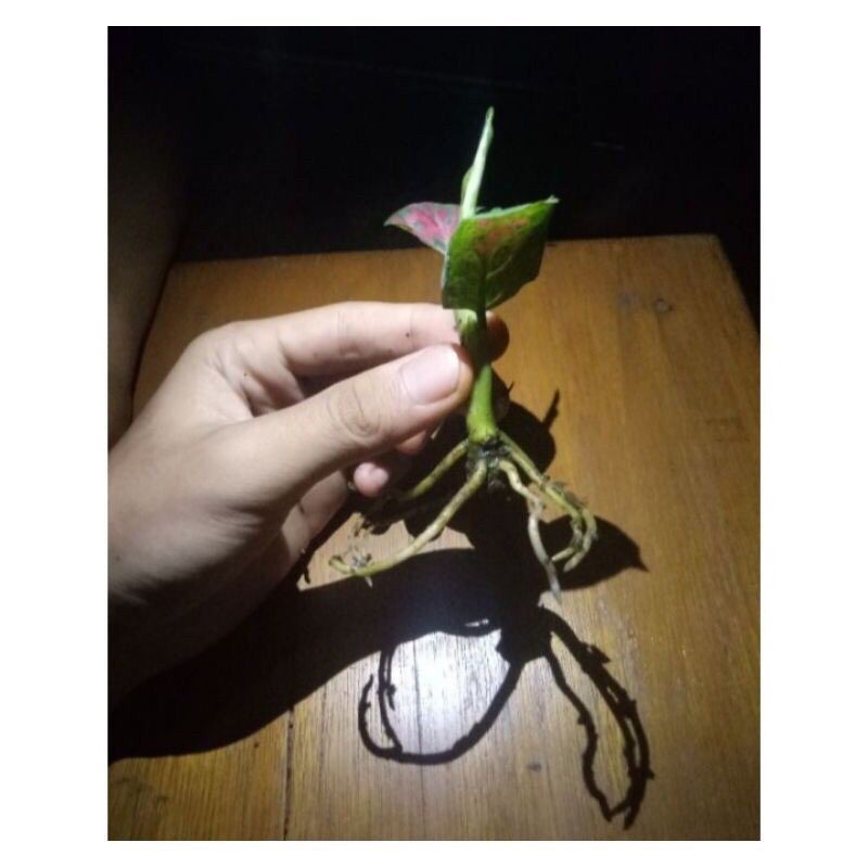 Tanaman Hias Aglonema Red/Black Maroon / Anakan Aglonema Red/Black Maroon / Bibit Aglonema Red/Black