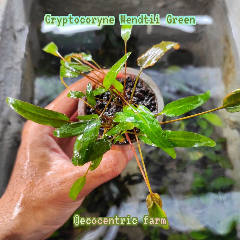 Tanaman Aquascape Cryptocoryne Wendtii Green