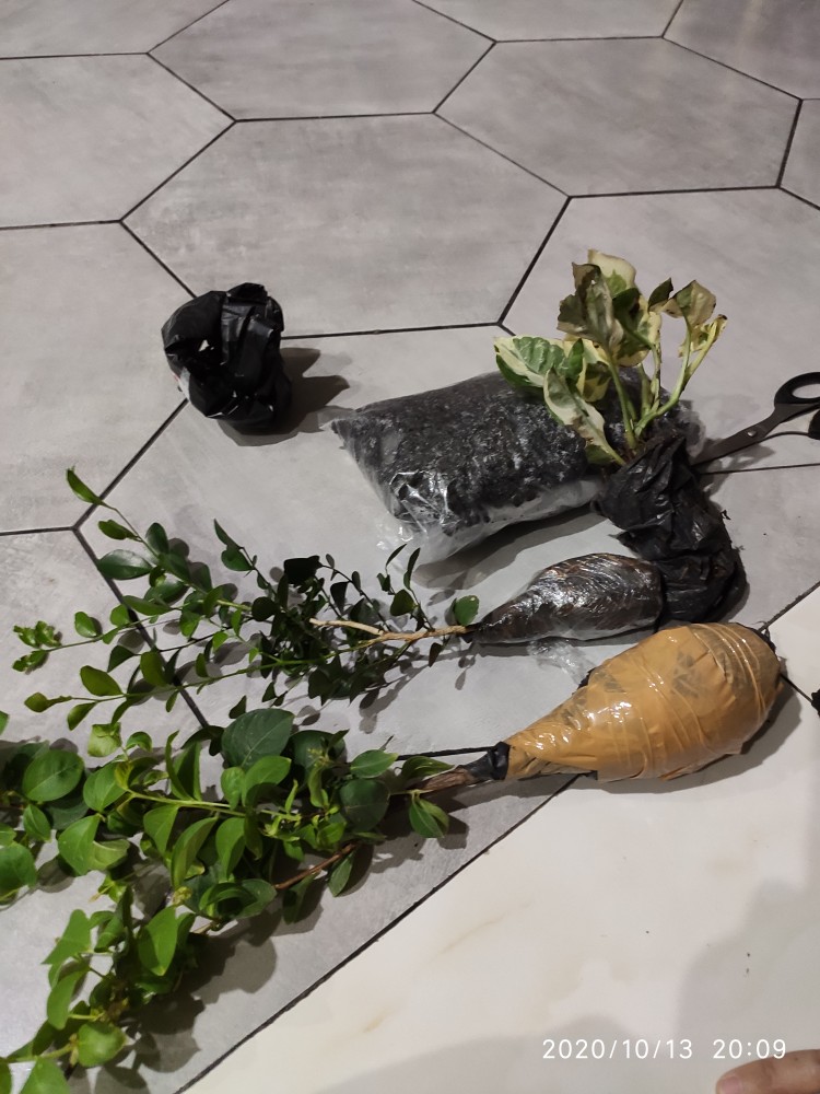 Tanaman Hias Bunga Kemuning - Pohon Kemuning