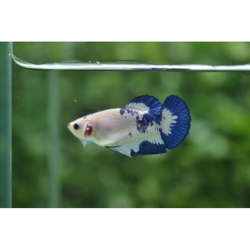 CUPANGKU BLUE RIM PANDA I BLUE PANDA